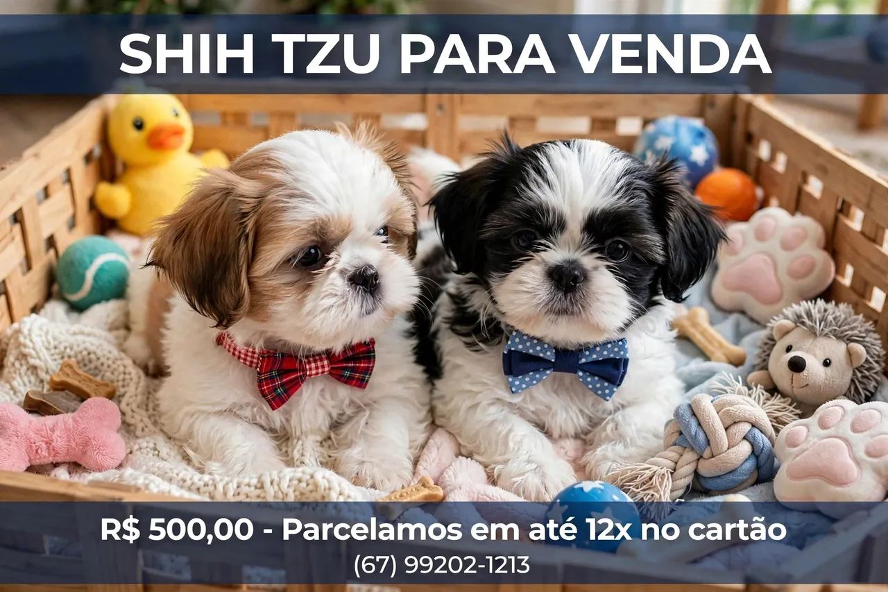 Shihtzu  macho - Foto 3