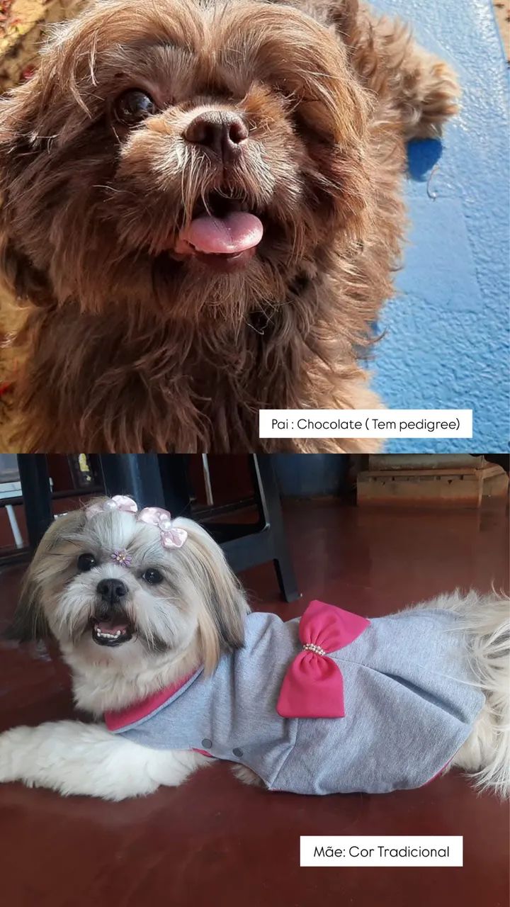 Shihtzu Macho  - Foto 2