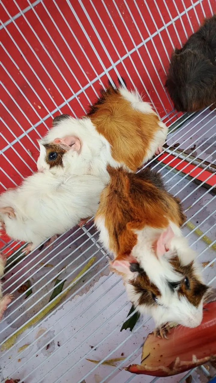 Porquinho da índia 