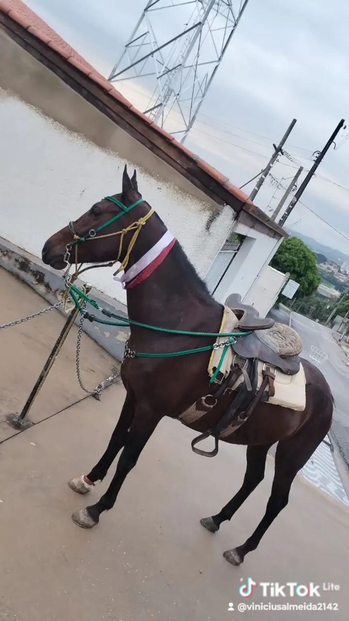 Cavalos  - Foto 5