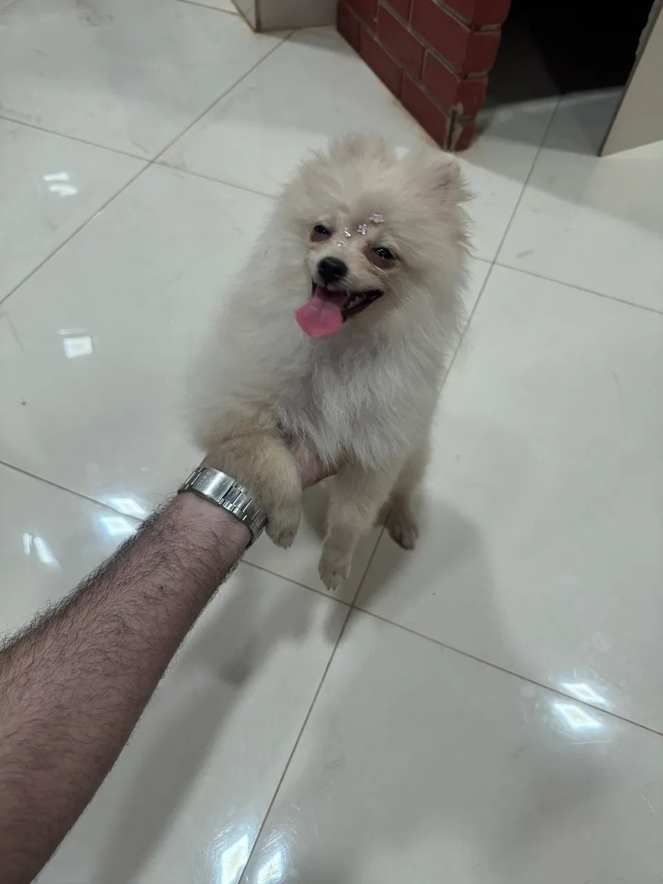 Filhote Spitz Alemão  - Foto 2