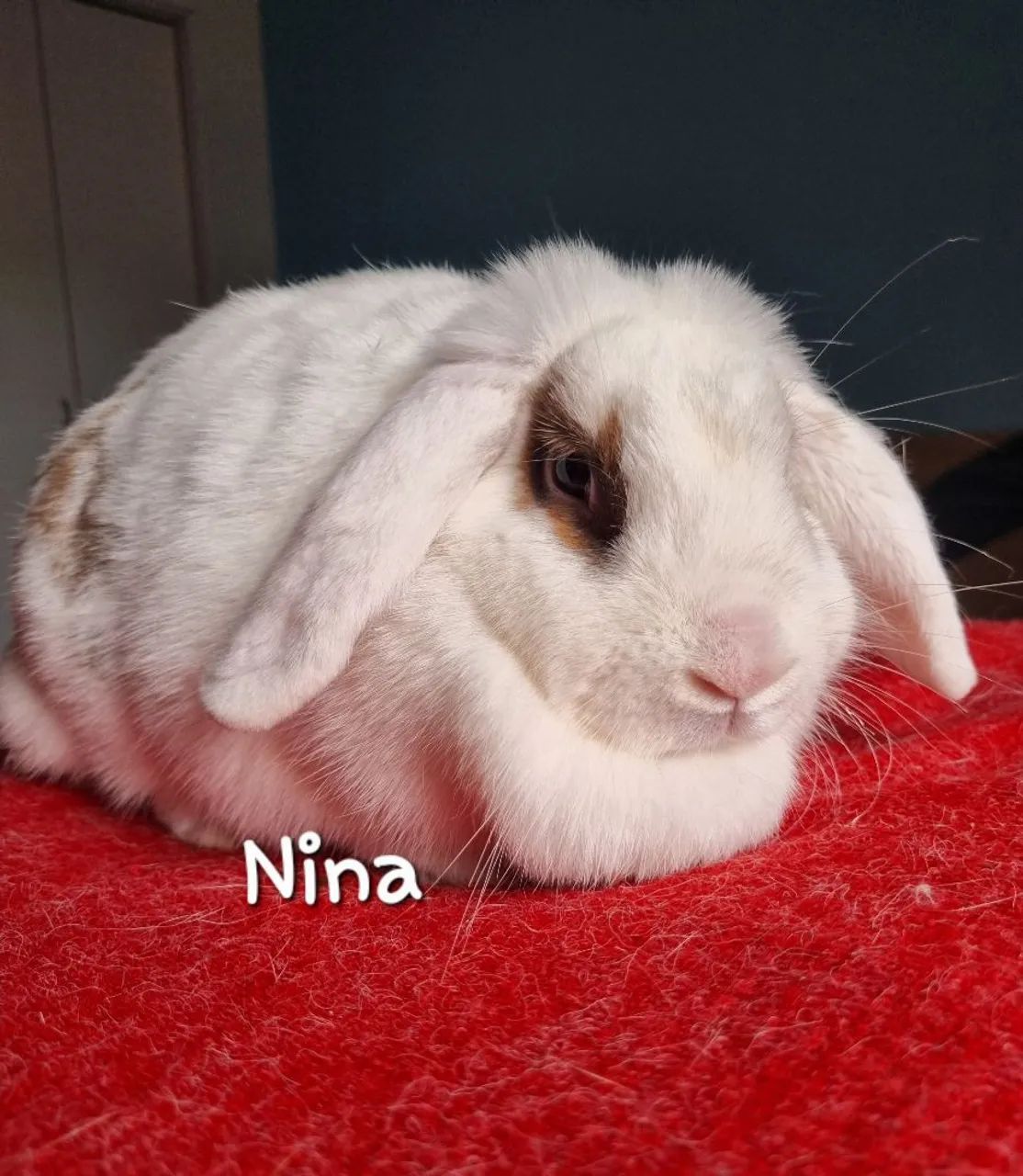 Matriz Mini Lop LEIA - Foto 2