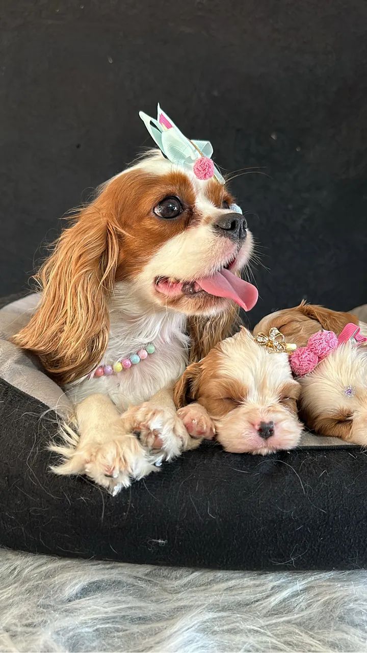Cavalier king charles  - Foto 3