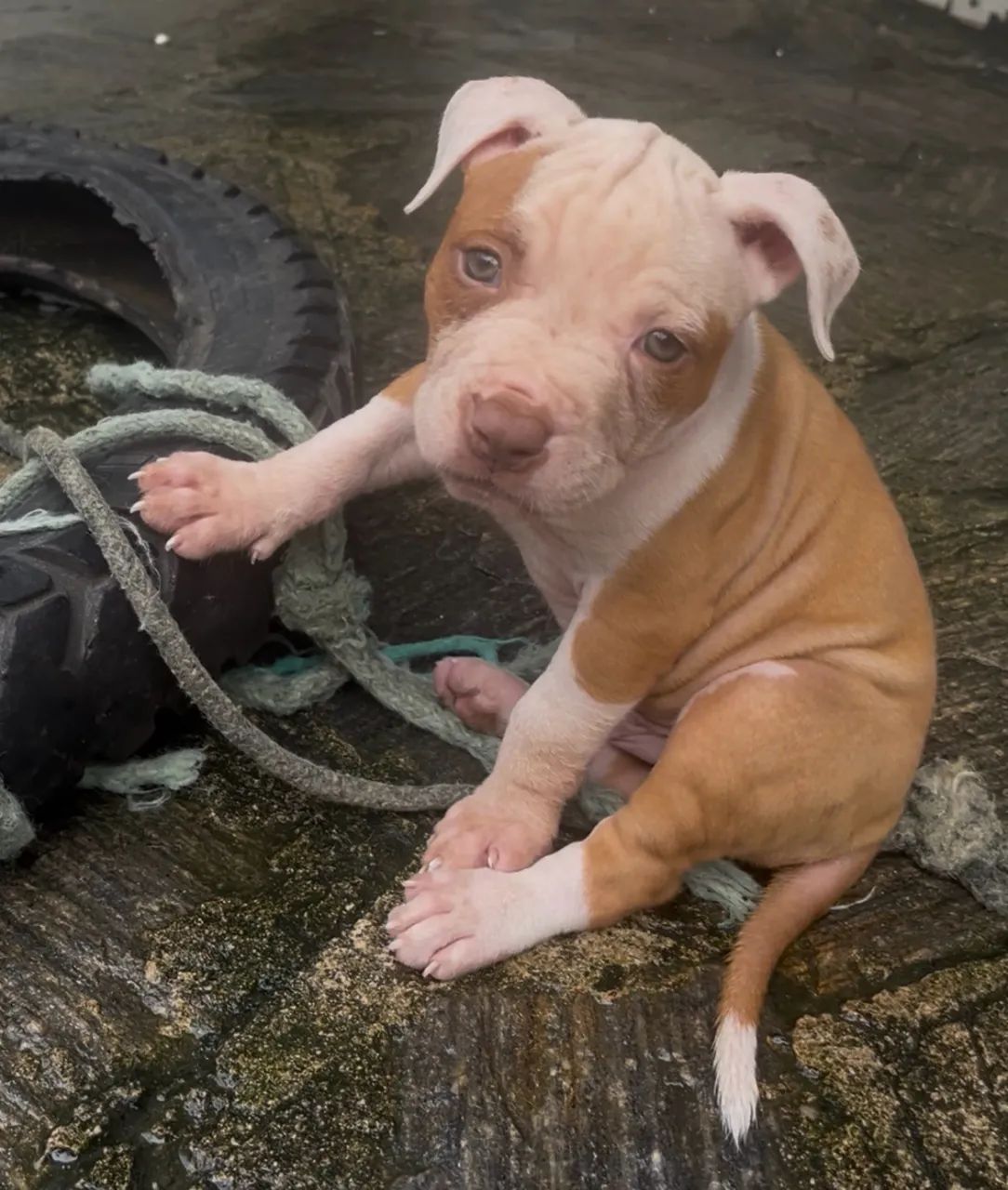American pit bull terrier - Foto 3