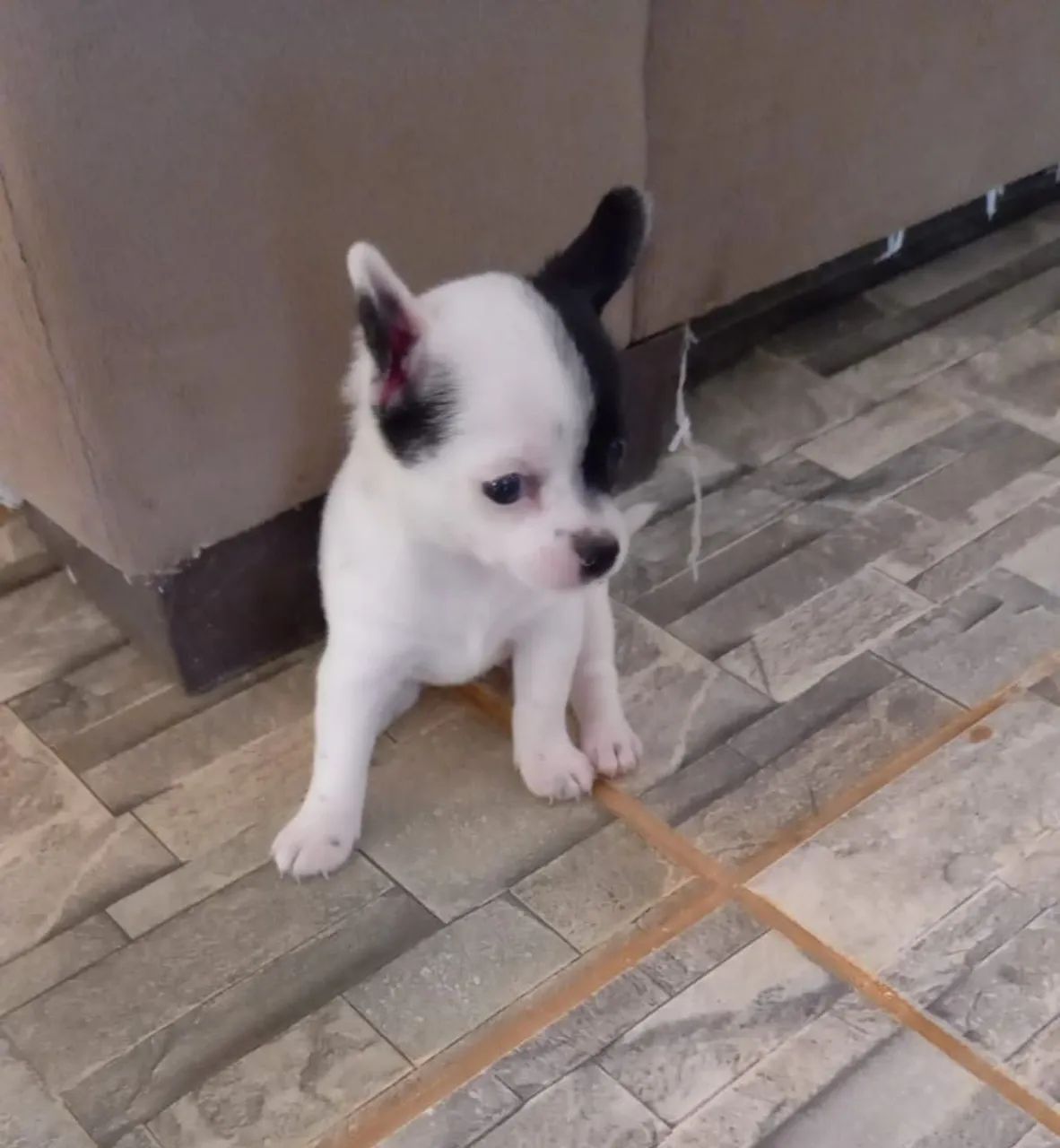 Chihuahua fêmea 