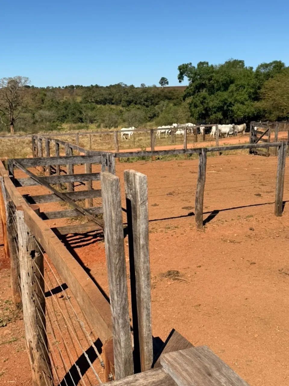 Fazenda à venda Cezarina -Go - Foto 5