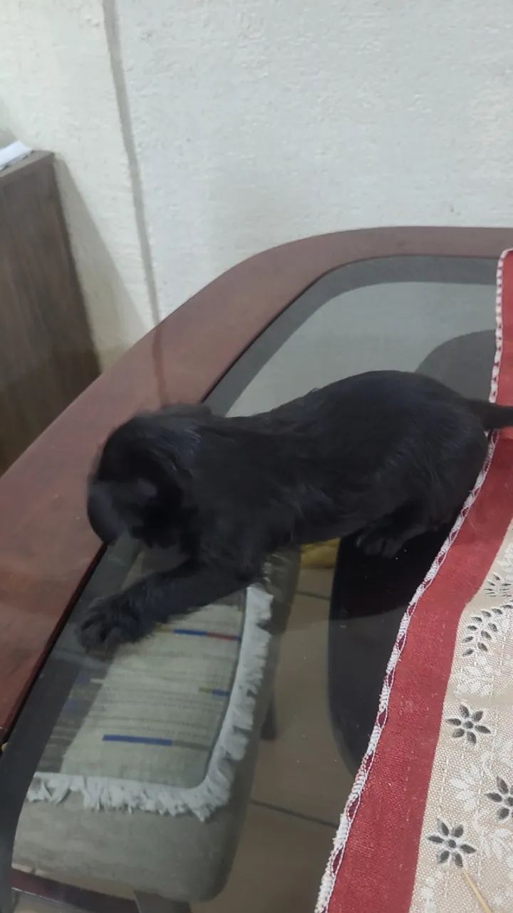 Cachorro - Foto 4