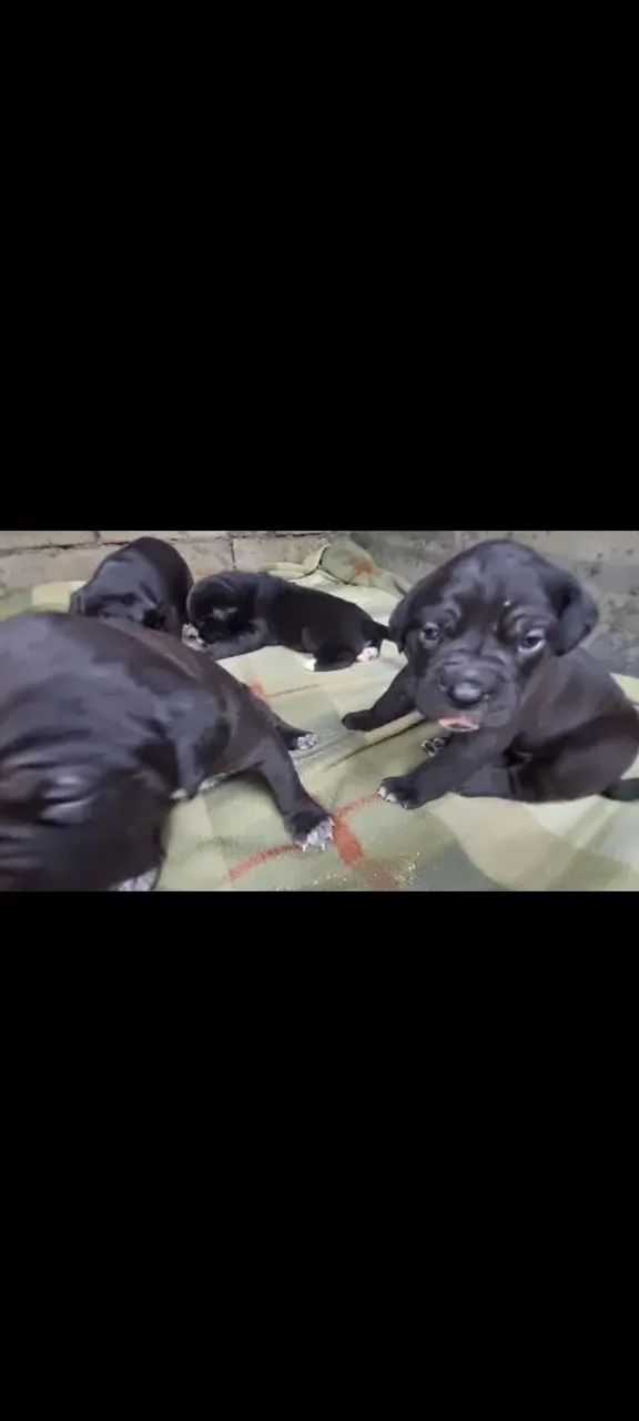 Cane Corso Italiano  - Foto 2