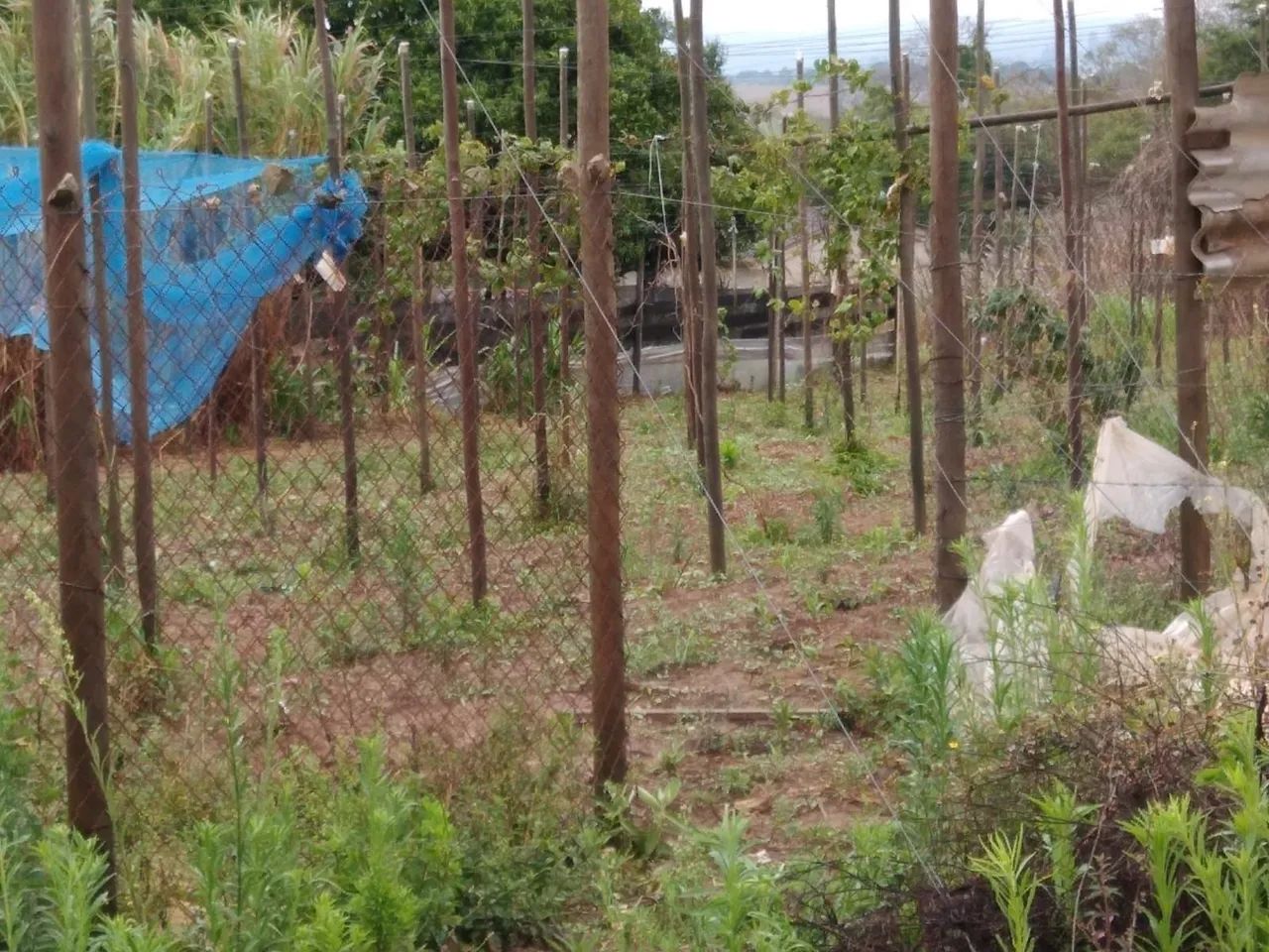 Vendo sitio em aracoiaba a serra  - Foto 5