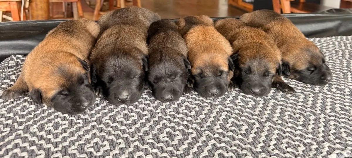 Pastor belga malinois - Foto 4