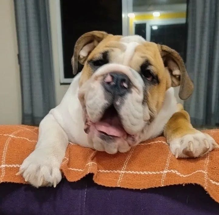 Bulldog Inglês  - Foto 2