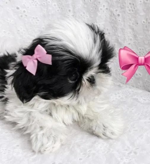 Feminhas mini lindas - Foto 2
