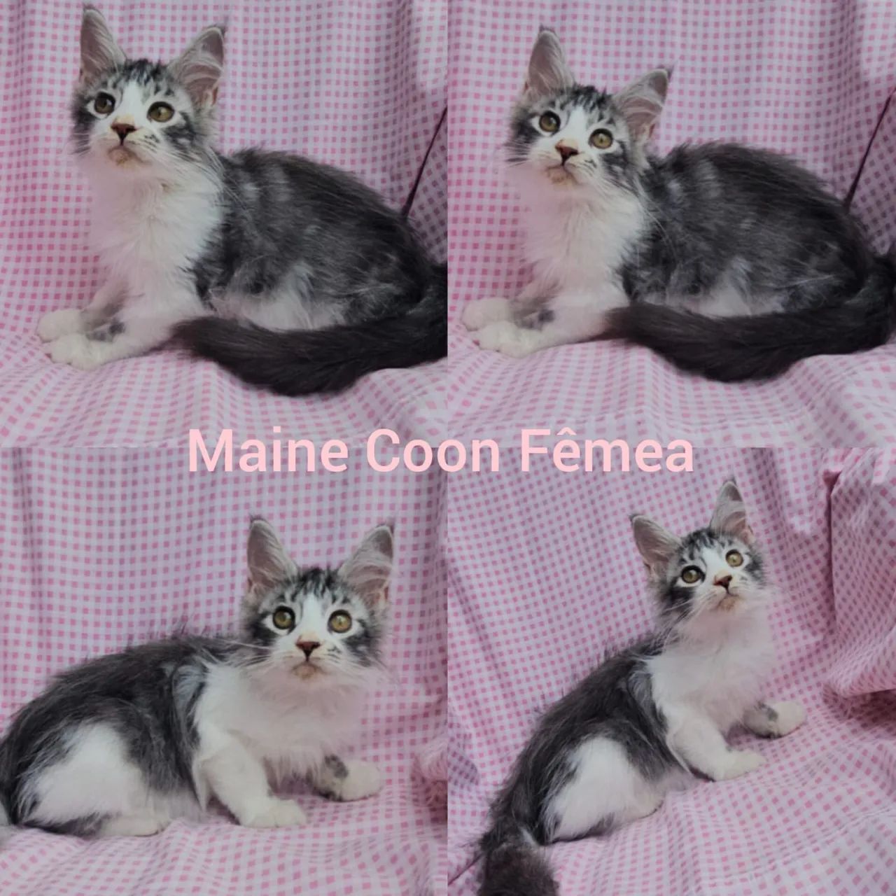 Maine Coon Filhotes - Gatil BSB Cat