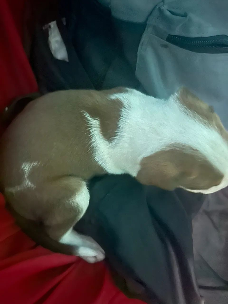 filhote de pitbull - Foto 4