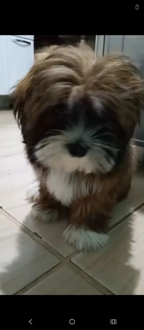 Doação de cachorro  - Foto 4