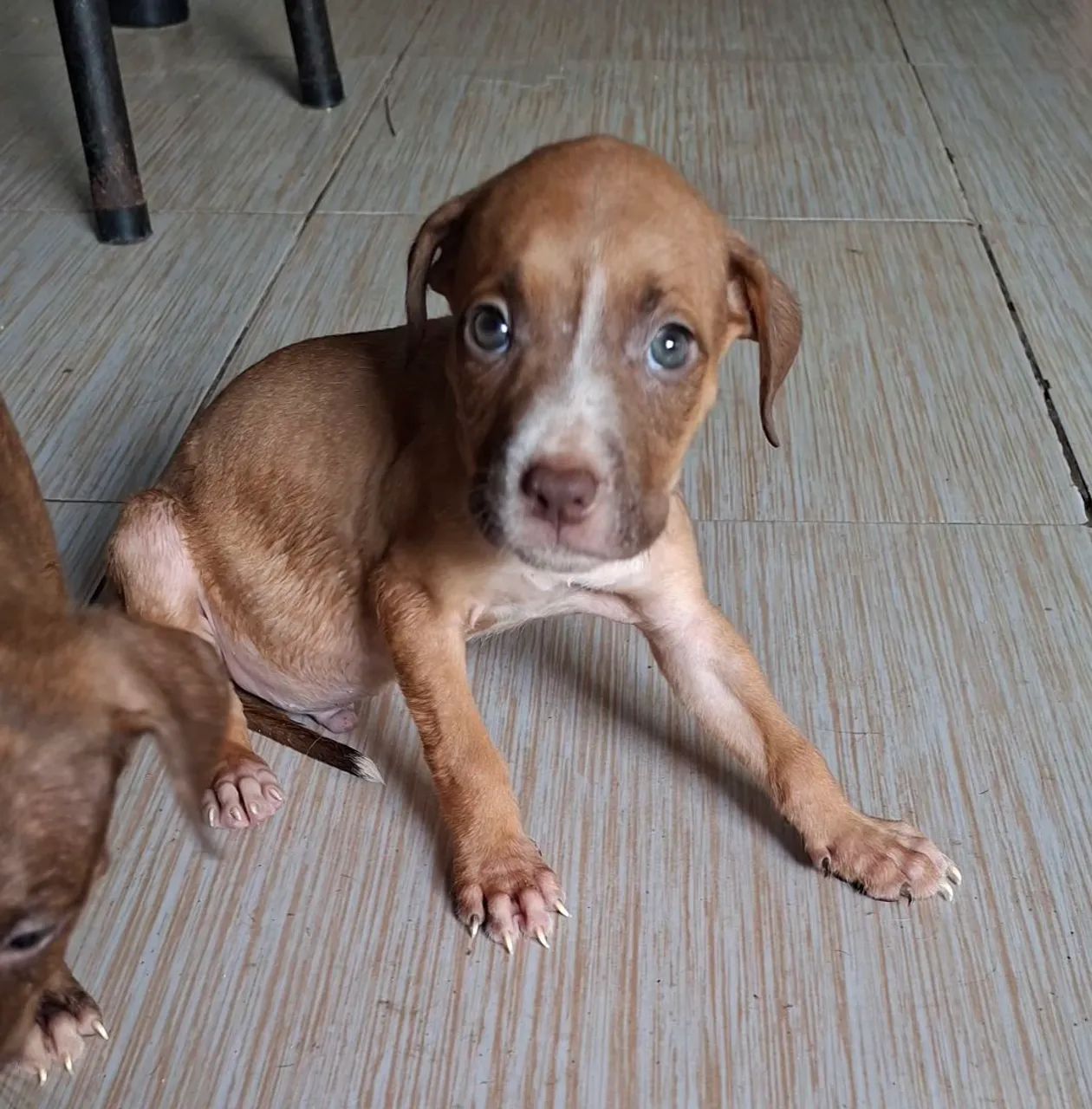Filhos de pitbull  - Foto 4