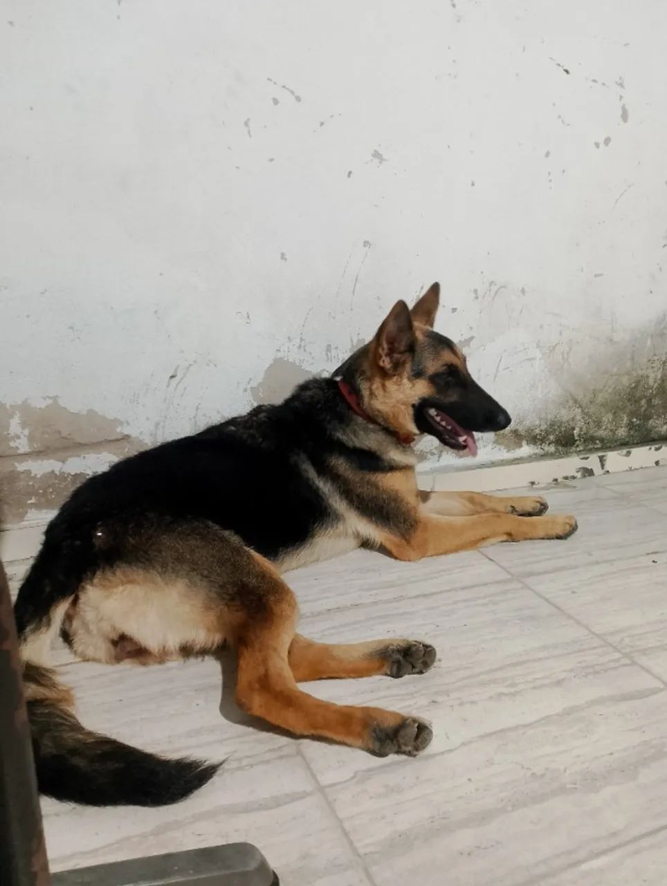 Pastor alemão - Foto 2