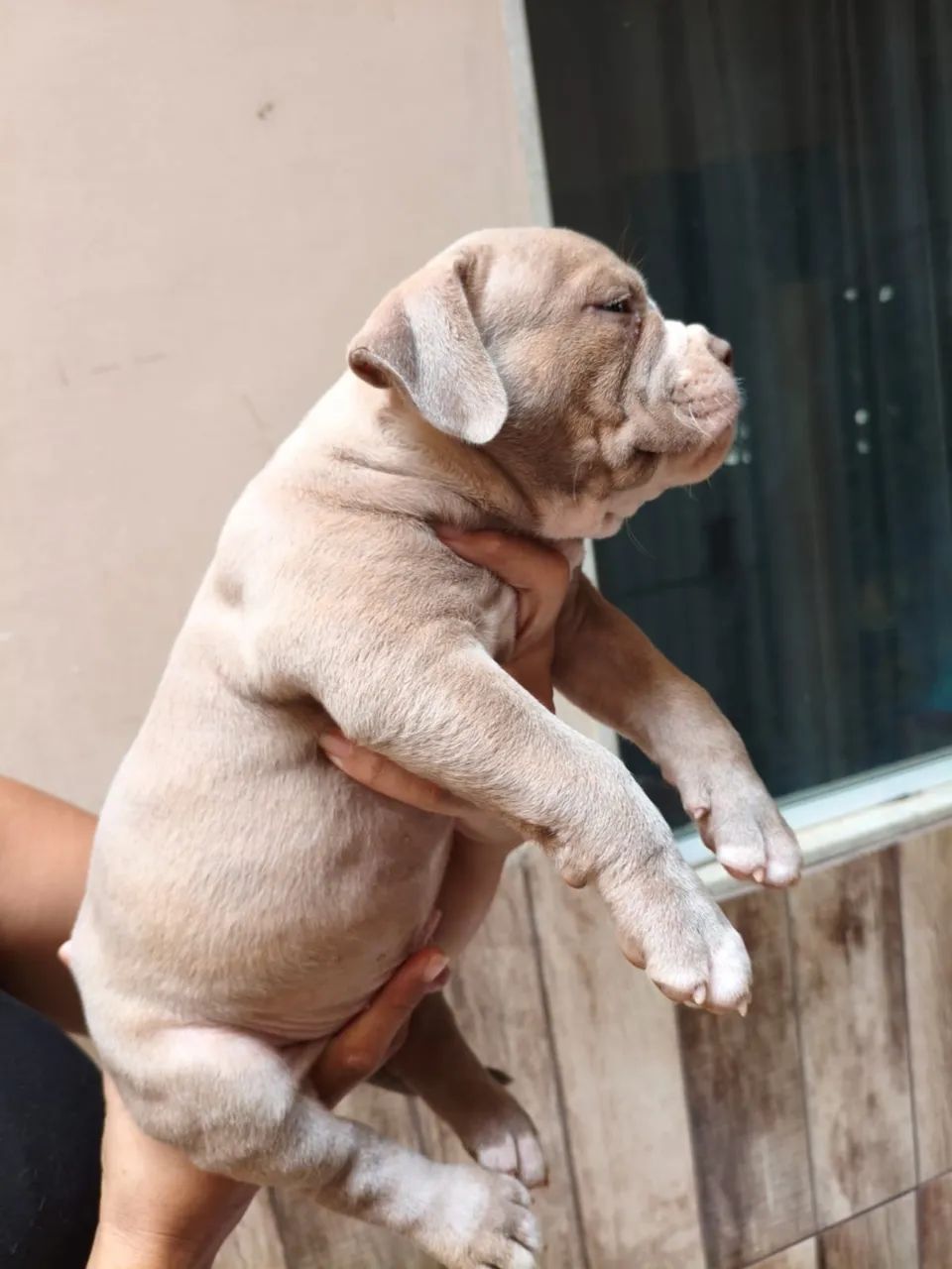 FILHOTES DE AMERICAN BULLY POCKET - Foto 4
