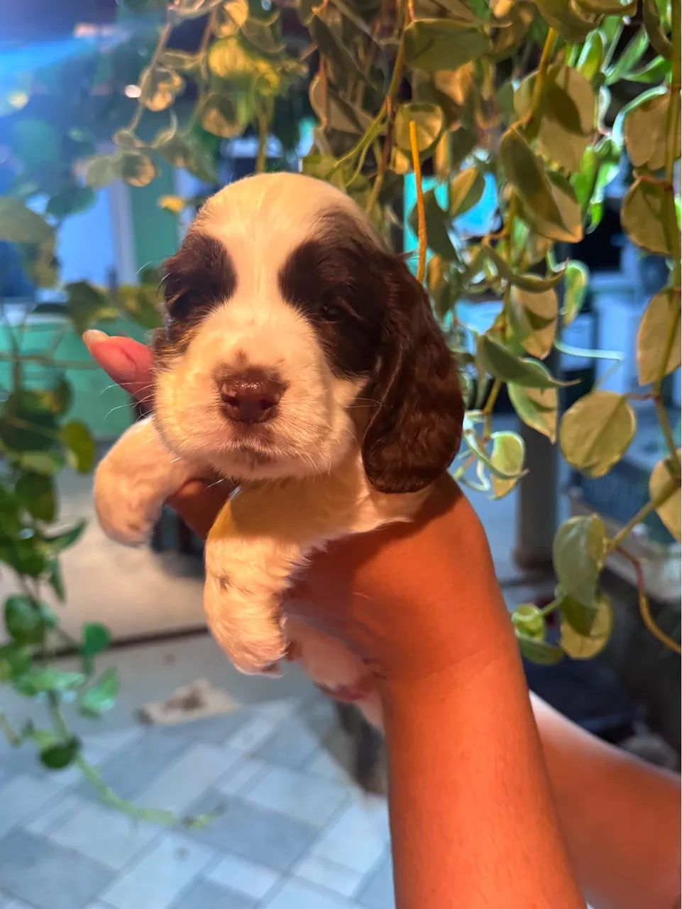 Filhote Macho Cocker Spaniel - Foto 2