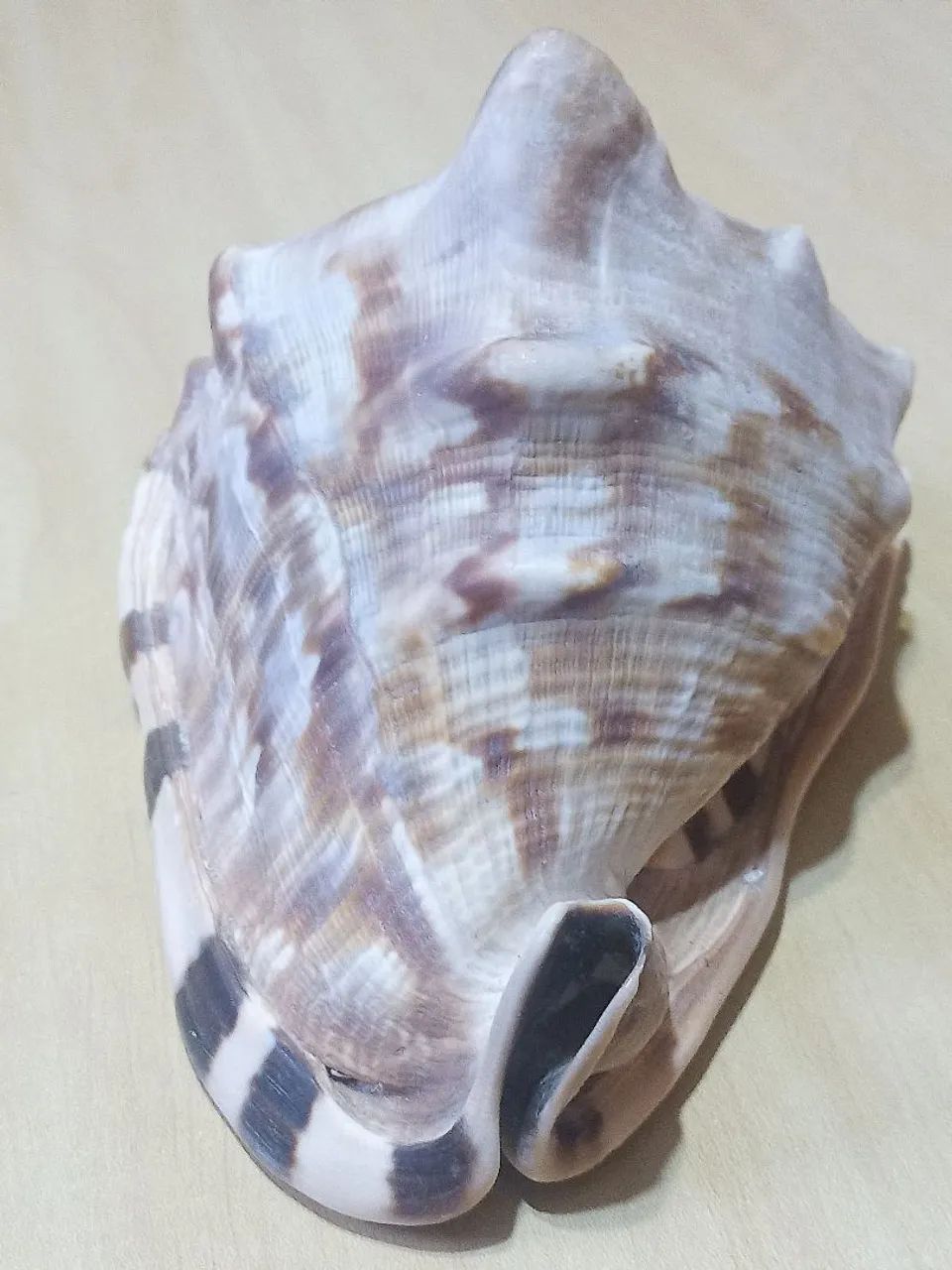 CONCHA NATURAL GIGANTE  CASSIS CORNUTA ? PEÇA ÚNICA - Foto 3