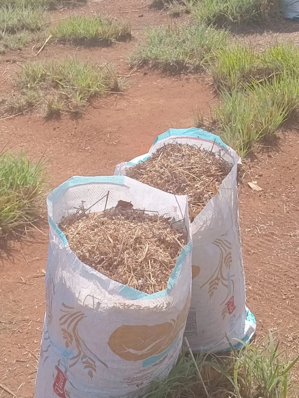 Semente de Capim Andropogon - Foto 6