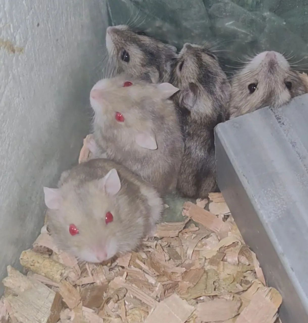 Hamster Anão Russo "Chinês"  - Foto 2