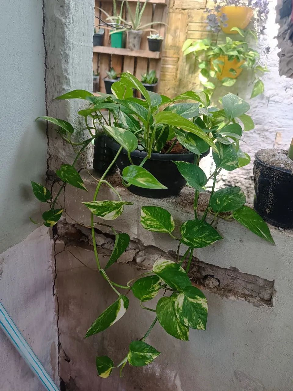 Jiboia