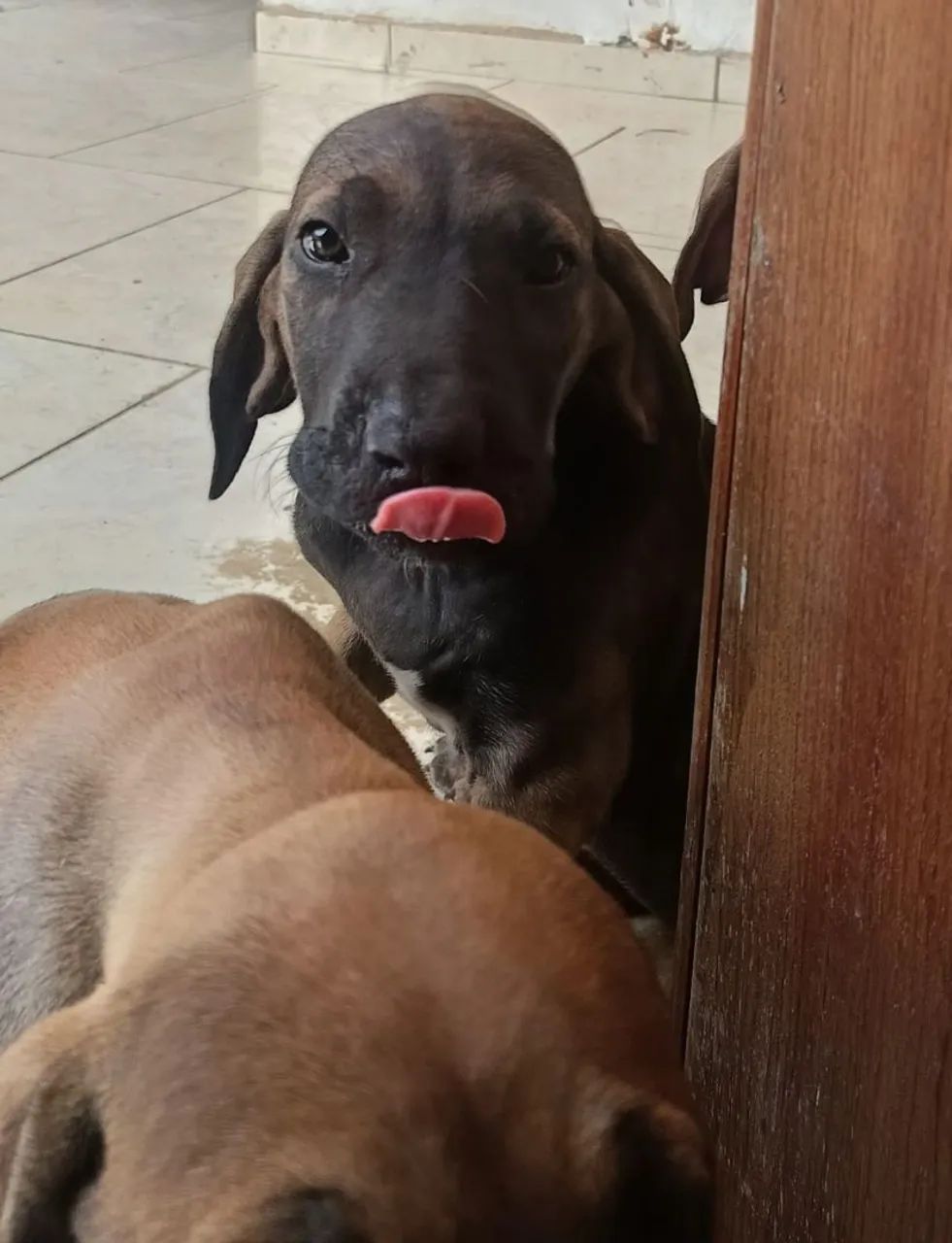Fila brasileiro  - Foto 3
