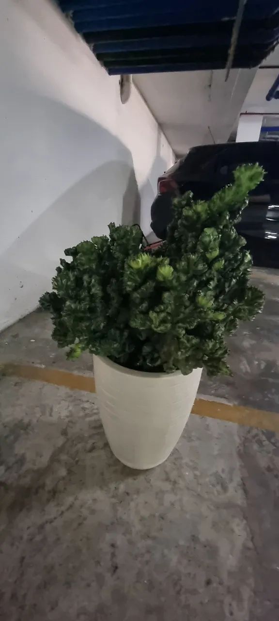 Cactos monstro - Foto 4