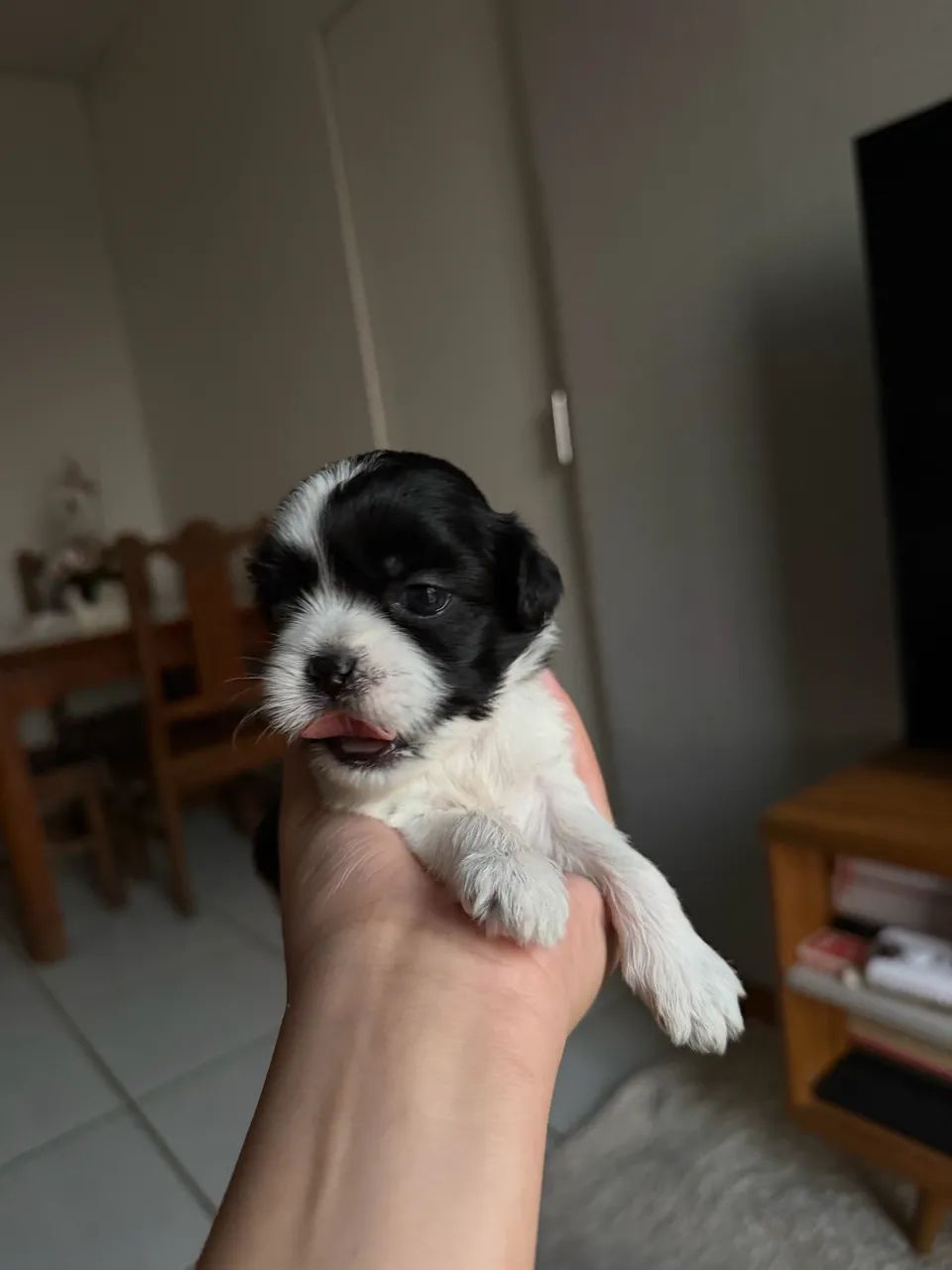 Shitzu anão 