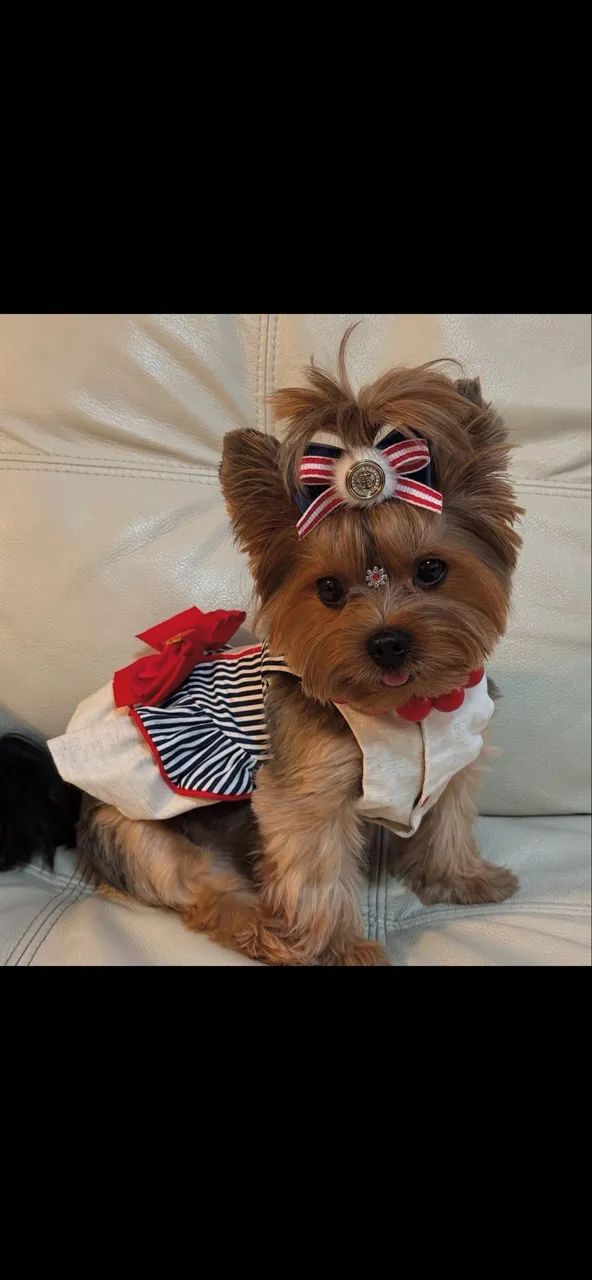 Yorkshire com 98 dias 
