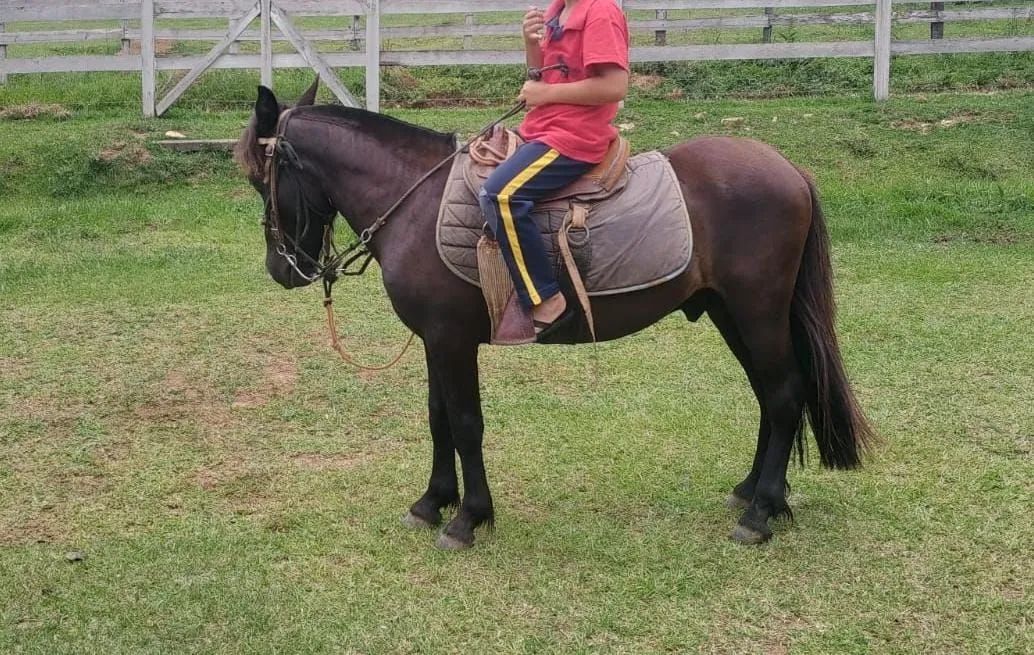 Pitiço  - Foto 2
