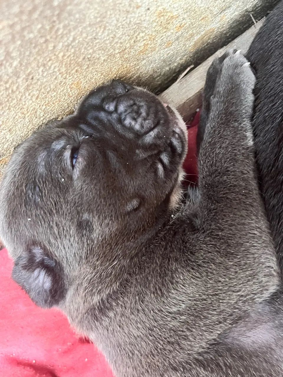 Filhote de Cane Corso  - Foto 3
