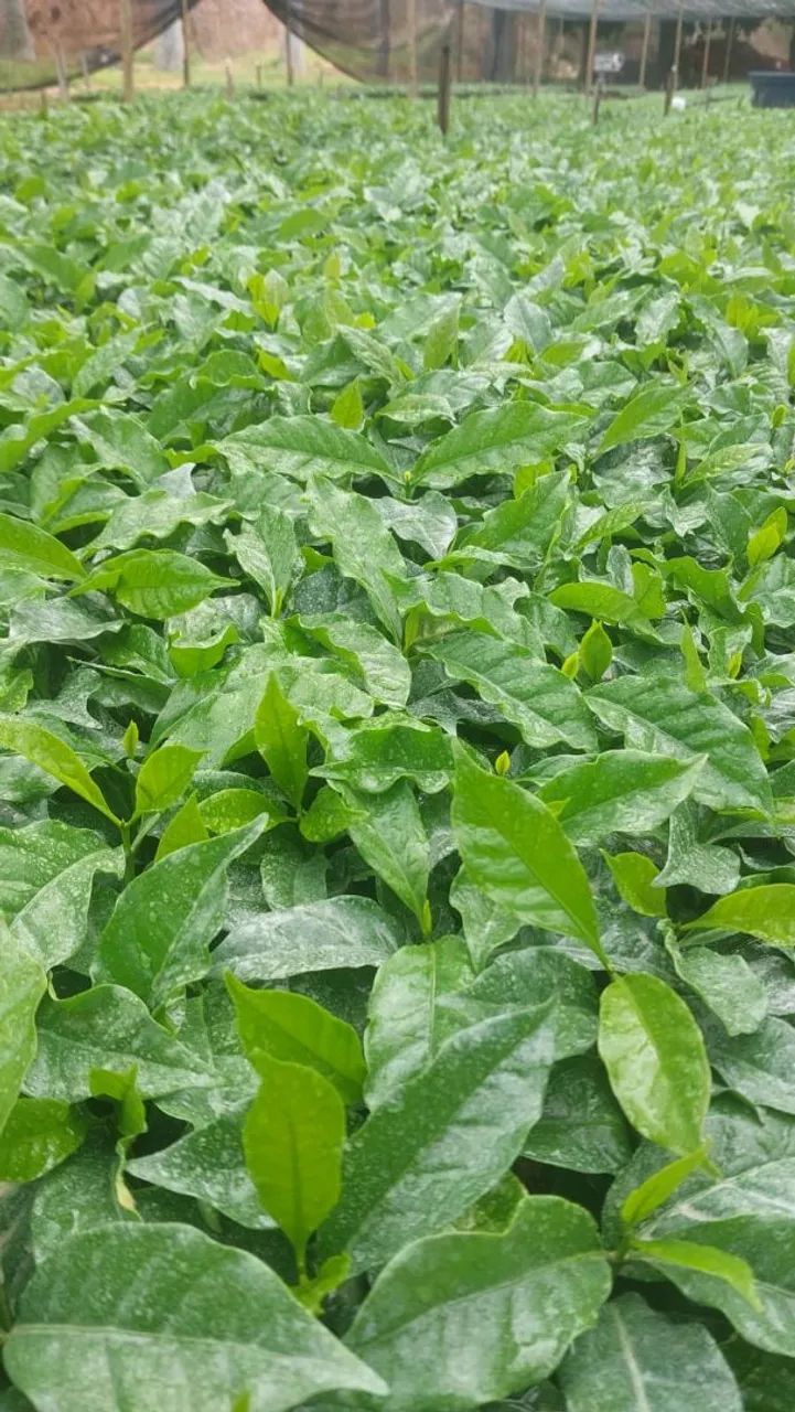 Mudas de café pronta entrega  - Foto 3