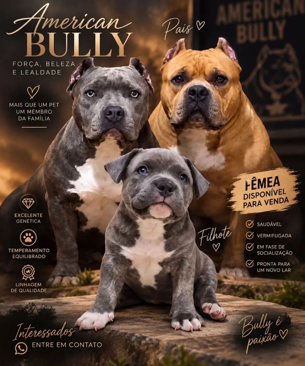 American Bully Pocket