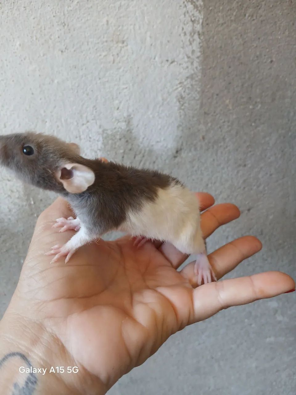 Rato Twister 
