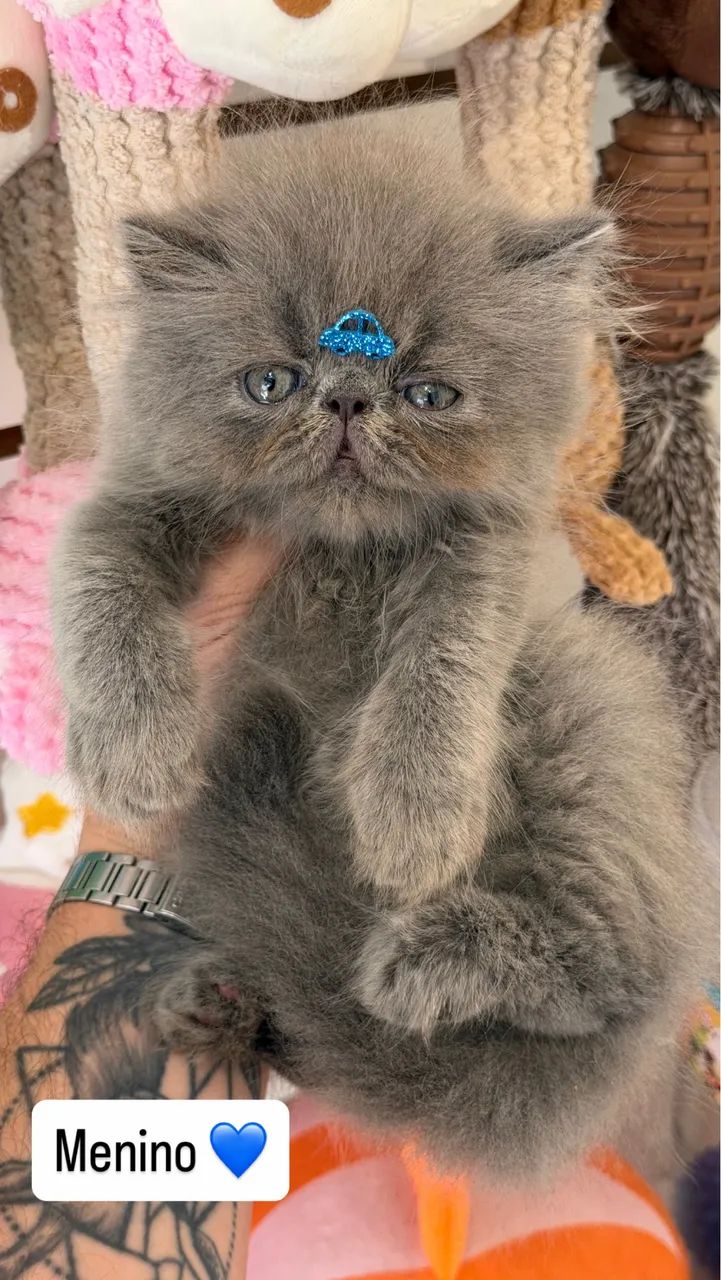 Gato Persa macho  - Foto 2