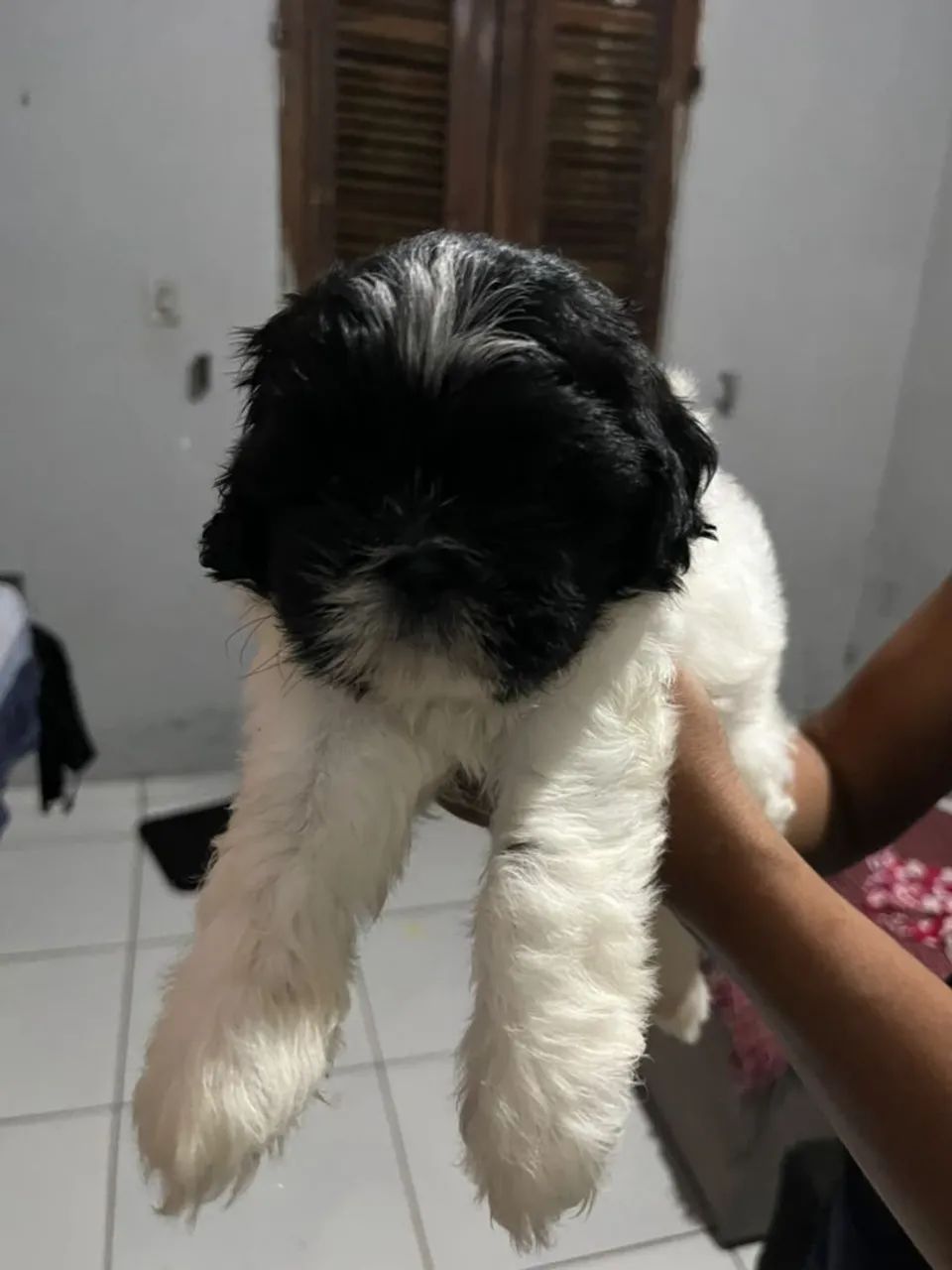 Filhotes de Shihtzu  - Foto 3