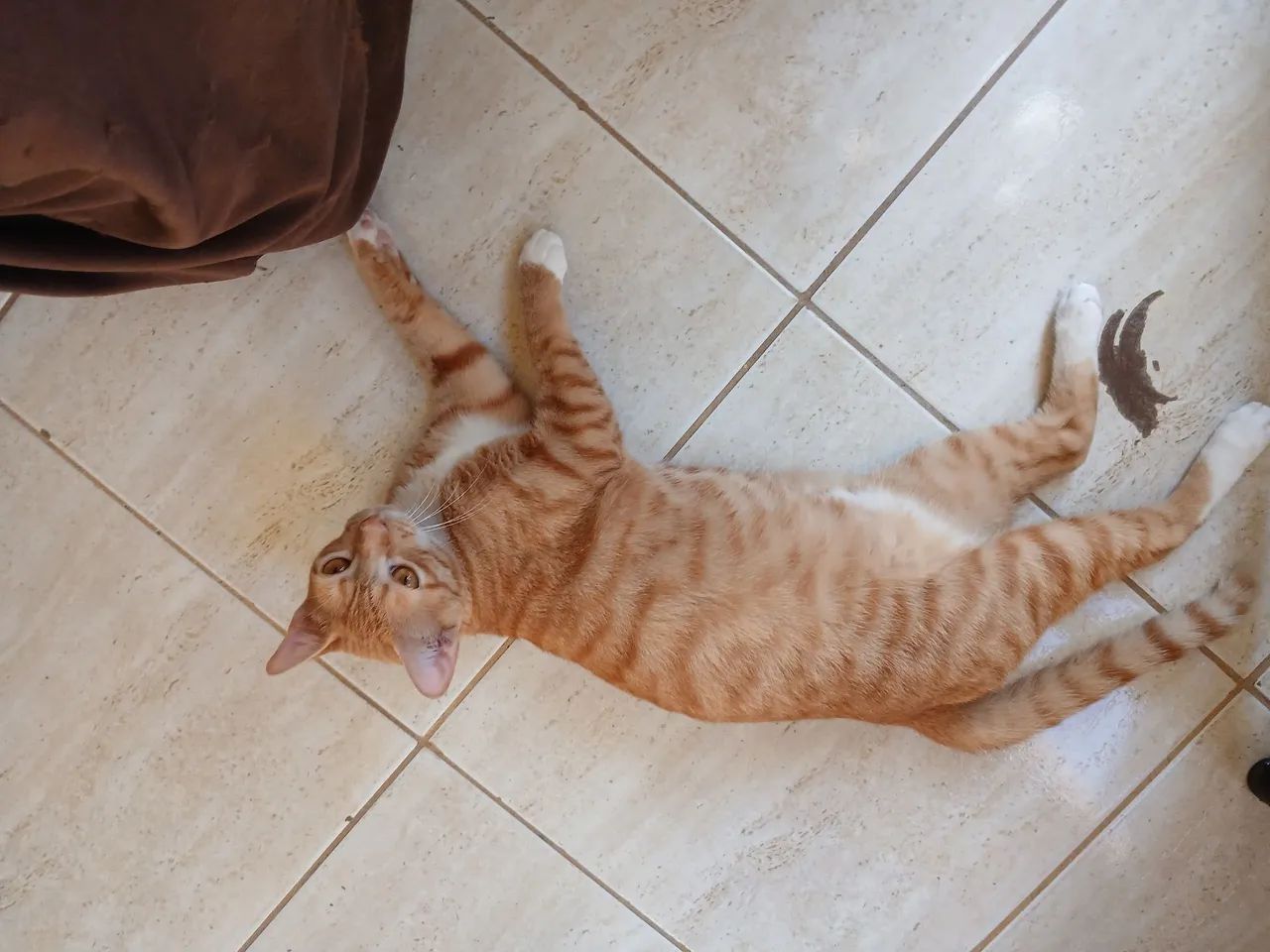 Gato Amarelinho Castrado  - Foto 3