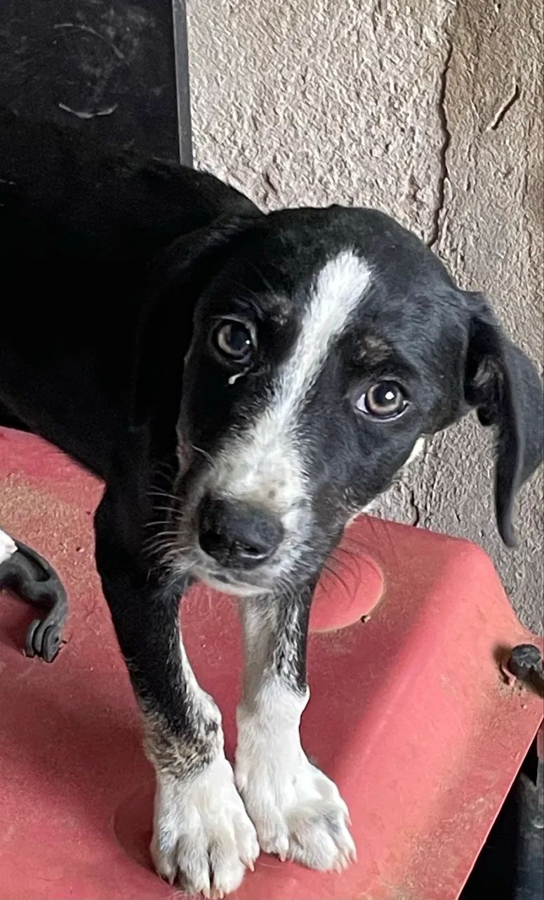 Doa-se filhote de cachorro - Foto 2