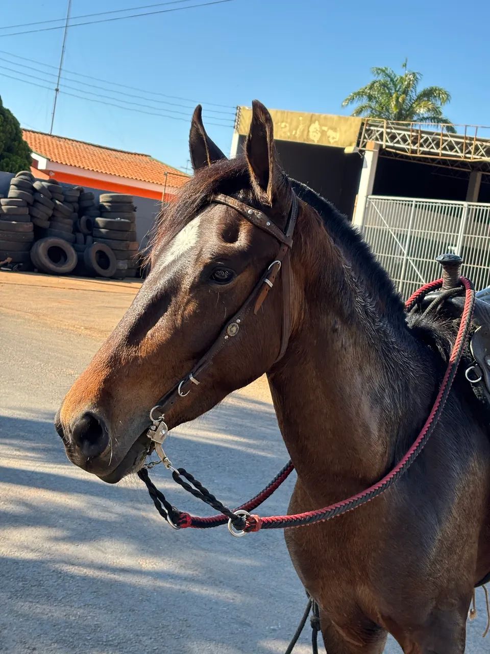 Cavalo  - Foto 4