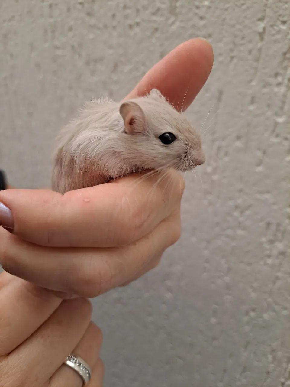 Esquilo da mongolia Gerbil Dove (legitimo) - Foto 4
