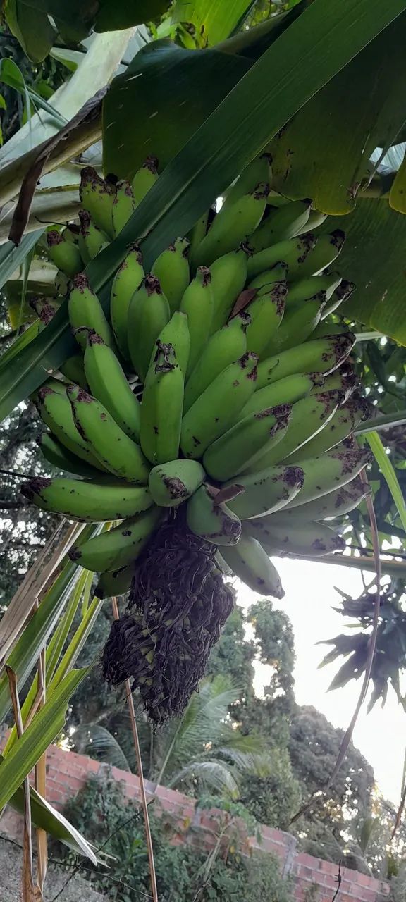  Bananas  - Foto 3