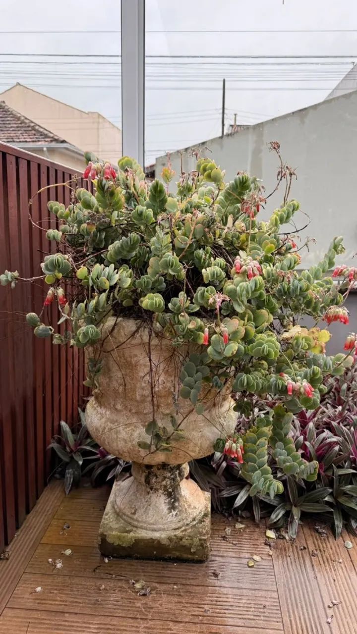 Vaso Flores - Foto 2