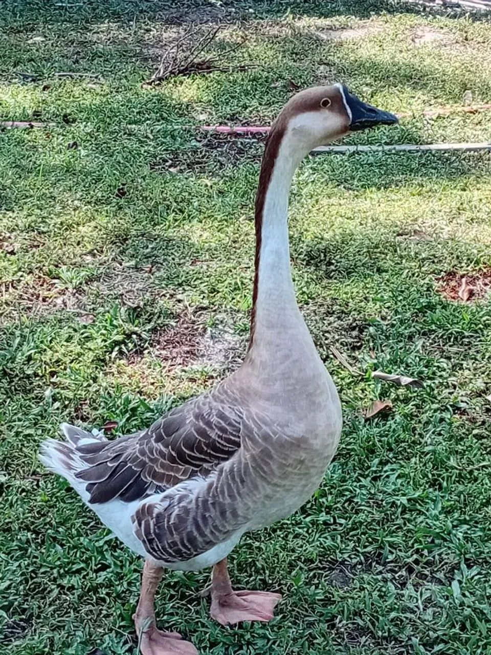 Pato ganso - Foto 2