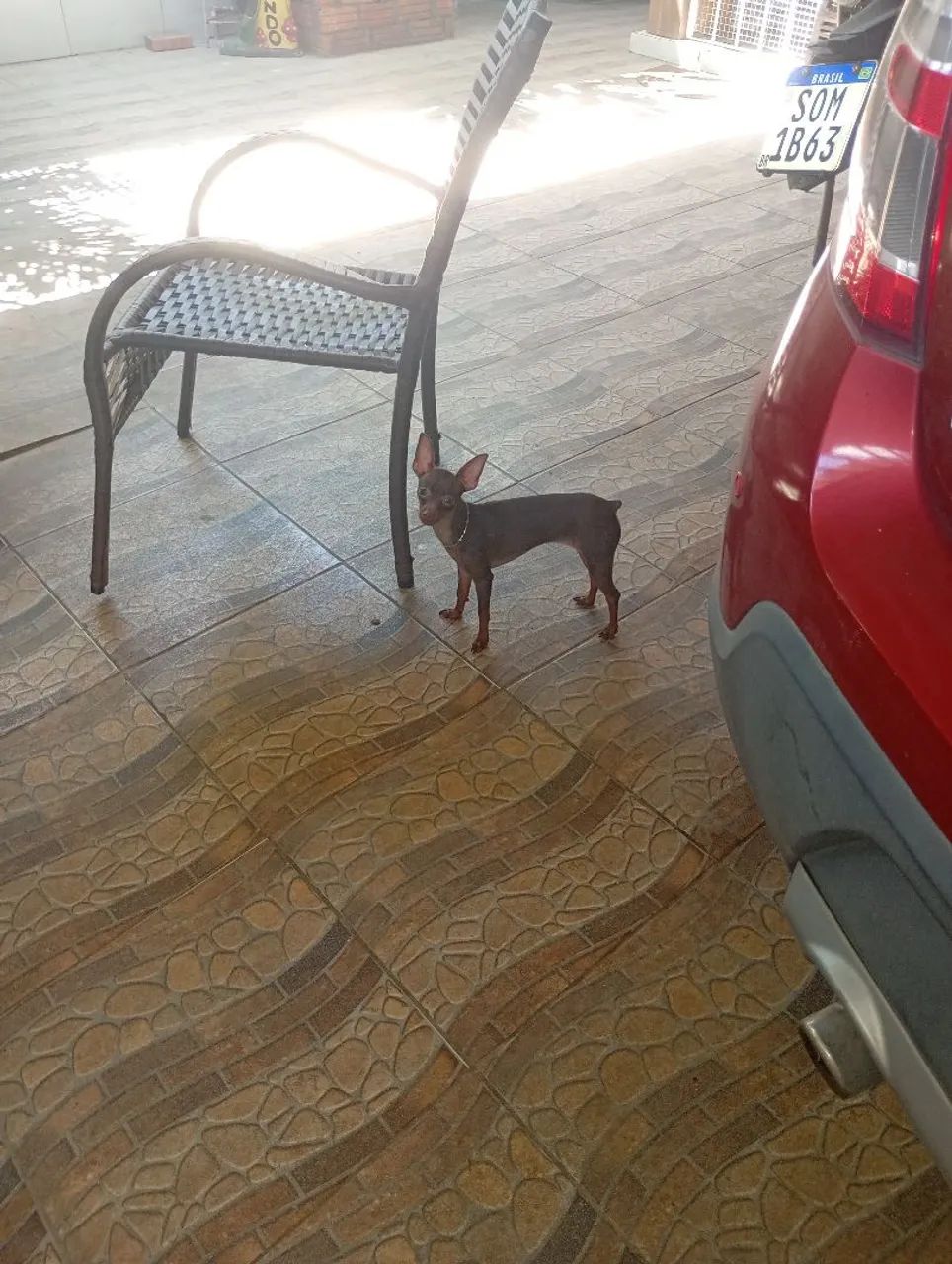 Miniatura pinscher - Foto 5
