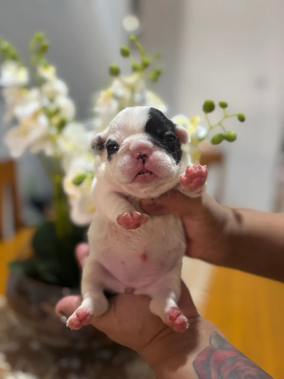 Filhote de buldogue francês disponível  - Foto 2