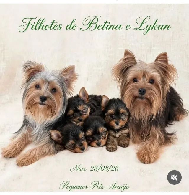 Filhotes machos de yorkshire  - Foto 5