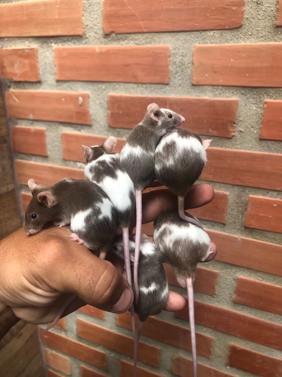 Topodongo mice437443710388817925
