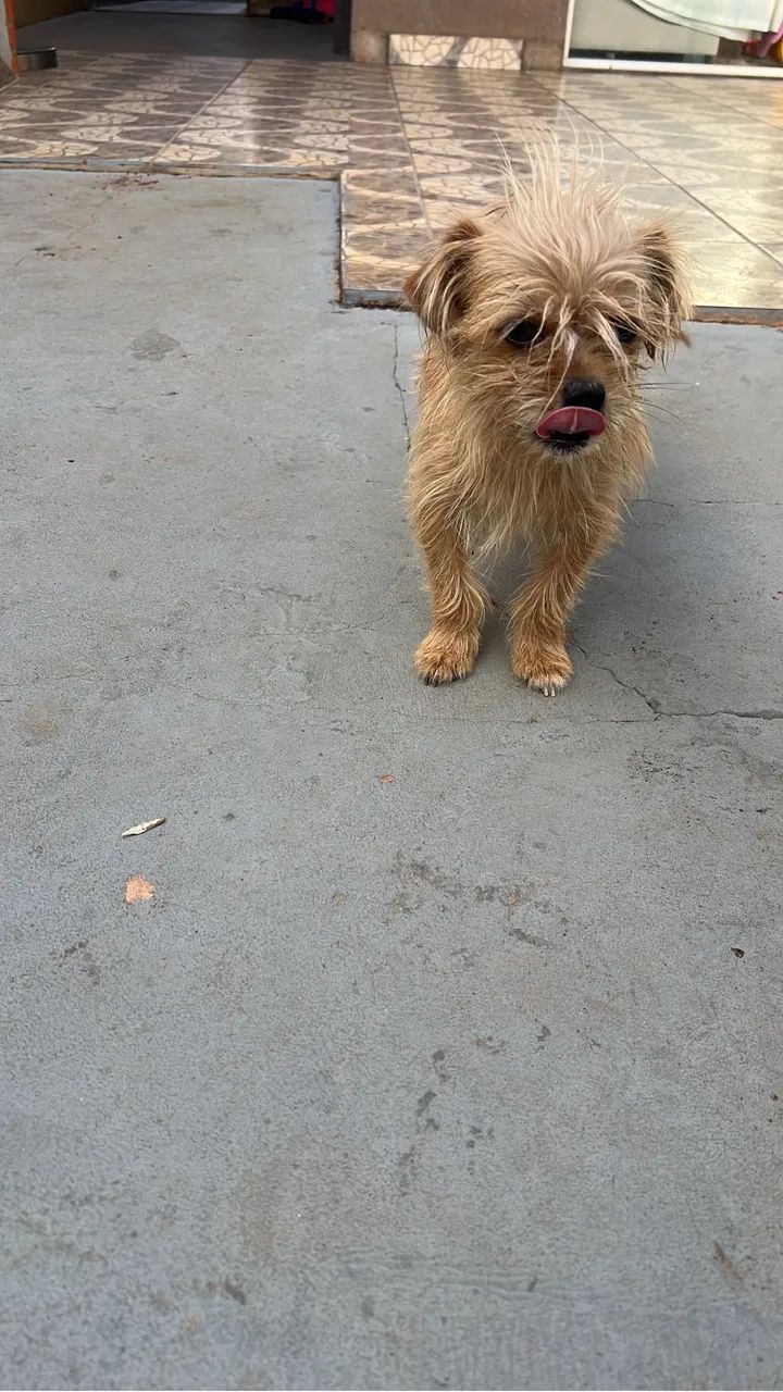 Cachorro